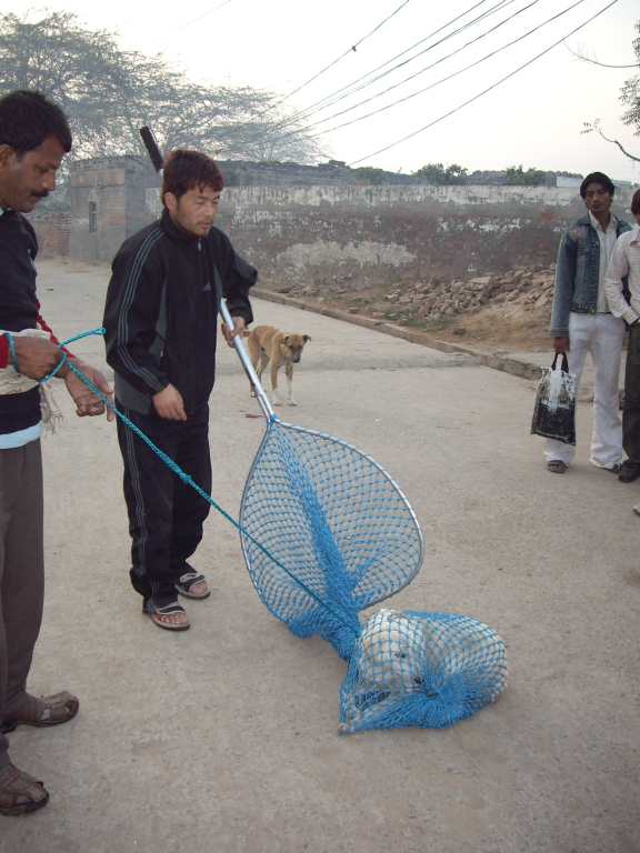 CATCHING DOGS WITH A NET Part 3 of 4. Netting Sleeping Dogs and Other  Tricks